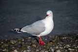 seagull posing in the style taught by Jerry Ghonis