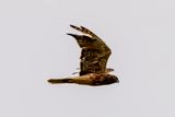 Hawk