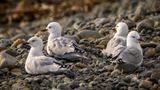 4 Seagulls sitting