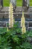 DSCF0664.jpg