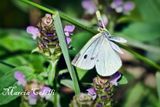 CABBAGE WHITE IN FLIGHT-6261.jpg