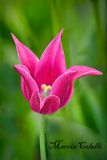 MAGENTA TULIP_2187-.jpg