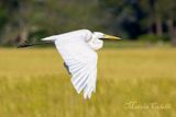 EGRET_1307.jpg