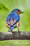 EASTERN BLUEBIRD_3448.jpg