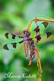  COMMON WHITETAIL DRAGONFLY_0876.jpg