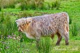 HIGHLAND CALF_4239.jpg