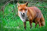 RED FOX_4826.jpg