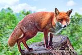 RED FOX_4800.jpg