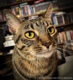 Portrait of Indah