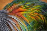 Feathers of a Nicobar Pigeon