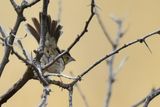 Cassins Sparrow