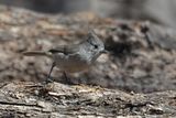 Juniper Titmouse