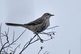 Northern Mockingbird