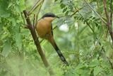 Mangrove Cuckoo