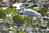 Snowy Egret