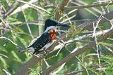 Green Kingfisher, Male
