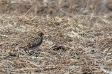 Lapland Longspur