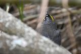 Fan-tailed Warbler (4)