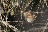 Marsh Wren