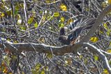Spotted Towhee, Female