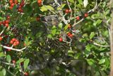 Sage Thrasher