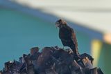 Yellow-headed Caracara