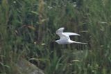 Arctic Tern, Alternate Plumage