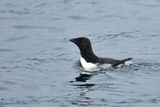Razorbill, Immature