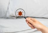 Juste Comment Cesser De de Punaises de lit Invasions dans le Val dOise