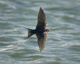 DSC_8550-Edit.jpg