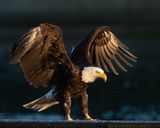 DSC_9869-Edit.jpg