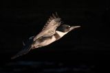 DSC_9354-Edit.jpg