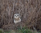 DSC_4506.JPG