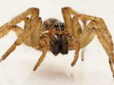 P4193641 - Wolf Spider.jpg