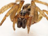 P4193705 - Wolf Spider.jpg
