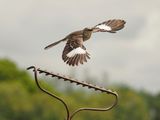 P4281034 - Springtime in Texas.jpg