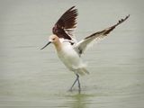 P5094794 - American Avocet.jpg