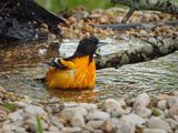 P5094894 - Baltimore Oriole.jpg