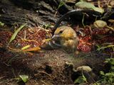 P5105780 - Bullocks Oriole.jpg