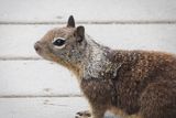 P6175380 - California Ground Squirrel.jpg