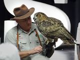 P9155338 - Eurasian Eagle Owl.jpg