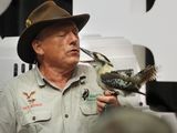 P9157015 - Laughing Kookaburra.jpg
