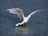 P9179440 - Reddish Egret - White Morph.jpg