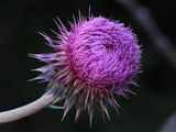 P5086503 - Thistle Blossom.jpg