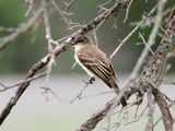 P5108607 - Eastern Kingbird.jpg