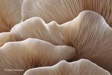 Pleurotus ostreatus - Gewone Oesterzwam 6.JPG