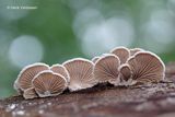 Schizophyllum commune - Waaiertje 2.JPG