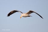 Larus fuscus graellsii - Britse Kleine Mantelmeeuw 2.JPG