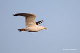 Larus fuscus graellsii - Britse Kleine Mantelmeeuw 1.JPG