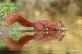 Sciurus vulgaris - Europese Rode Eekhoorn 1.JPG